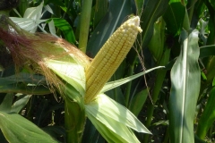 P1100392