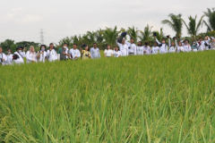 Farmers-Exchange-Program-and-the-Golden-Rice-Field