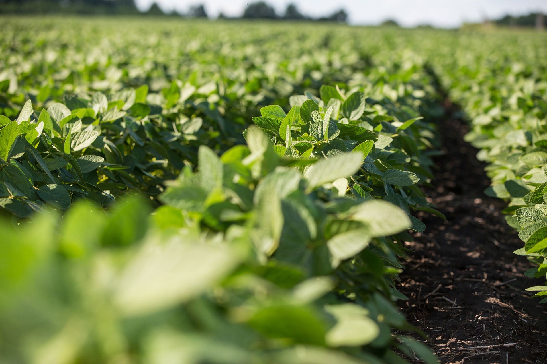 Молодая соя цветок Shutterstock. Soybean Crop growth.